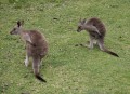 1006-1726 Kangaroos (1050309)